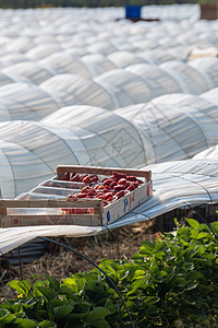 法国 Gironde 2022年5月 在草莓温室工作时用成熟的红草莓盒食物场地技术收获植物素食生产行业饮料农业图片