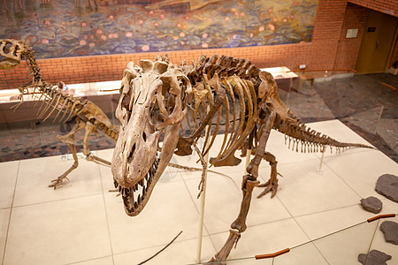 2022年11月20日 俄罗斯莫斯科博物馆教育怪物牙齿旅行旅游古生物学动物化石蜥蜴捕食者图片