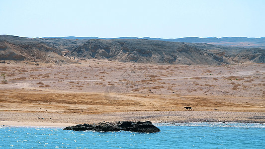 夏天 大海 美丽的海景 山和海 岸上跑着一条大黑狗 沙漠与大海的结合图片