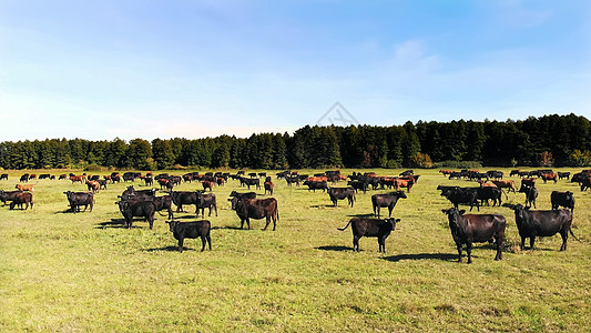 草地上 绿草如茵的田野上 许多棕色和黑色的血统 正在繁殖的母牛 公牛正在吃草 在农场 夏天温暖的一天 航空视频 育种 选择奶牛 图片
