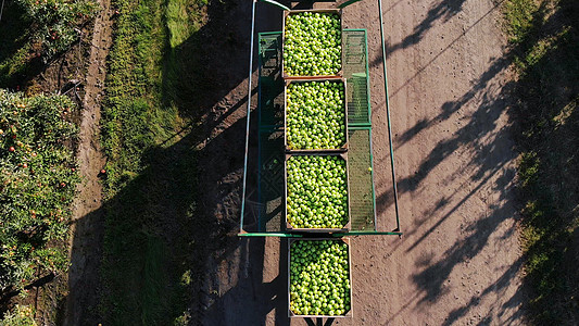 苹果园 苹果收获 拖拉机运载装满青苹果的大木箱 顶视图 航空视频生长饮食场地叶子农场装载机果园园艺花园食物图片