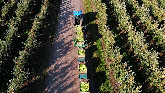 苹果园 苹果收获 拖拉机运载装满青苹果的大木箱 顶视图 航空视频包装植物叶子饮食果园装载机食物季节收成场地图片