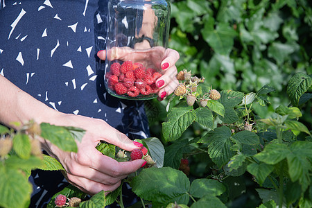 杨美女人在篮子里摘成熟的草莓 夏天收割浆果花园园丁食物植物覆盆子女士维生素工人农场采摘背景图片