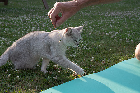 店主在花园的绿草坪上 和小毛茸茸的苏格兰小猫玩耍游戏照片动物猫科毛皮爪子猫咪宠物好奇心哺乳动物图片