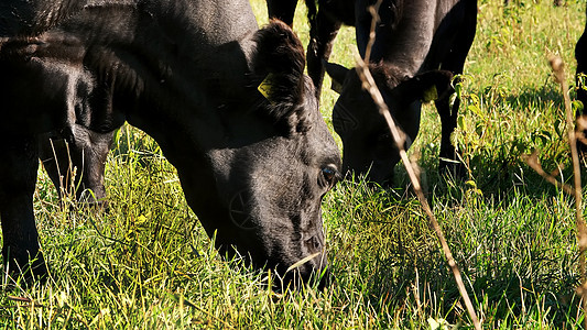 特写 在草地上 在农场 大黑血统 繁殖母牛 公牛正在吃草 吃草 夏天 在牧场生产肉类的牛 选择母牛 公牛图片