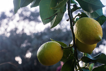 柠檬树林里一棵树上挂着柠檬的柠檬热带生长叶子收成水果植物食物树叶晴天花园图片