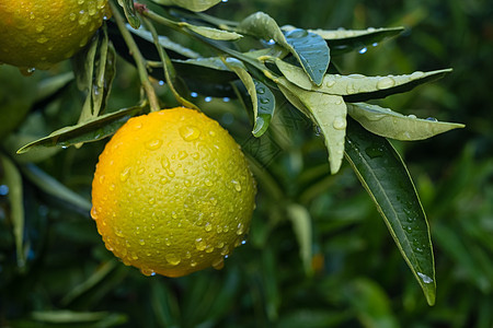 在橙色花园的树枝上加水滴的橘子桔子树林果园生产果汁热带食物橙子环境生长园丁图片