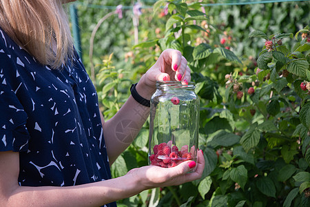 杨美女人在篮子里摘成熟的草莓 夏天收割浆果工人农业食物收获覆盆子女士季节采摘维生素农场背景图片