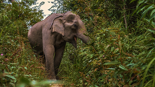 大象在丛林中 在泰国清迈的避难所图片