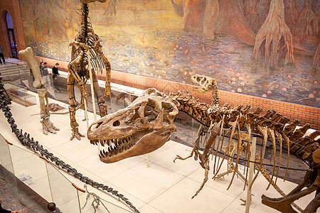 2022年11月20日 俄罗斯莫斯科博物馆骨骼怪物灭绝旅游城市蜥蜴科学食肉展示化石图片