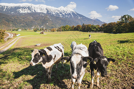 在阿尔卑斯山脚下牧草的牛群中放牧图片