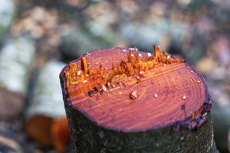 树桩 砍伐树木 砍伐树木 破坏森林图片