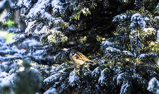 树枝上的麻雀 满是雪 冬天的鸟儿圣诞市场木头荒野森林环境针叶冻结花园温度野生动物图片