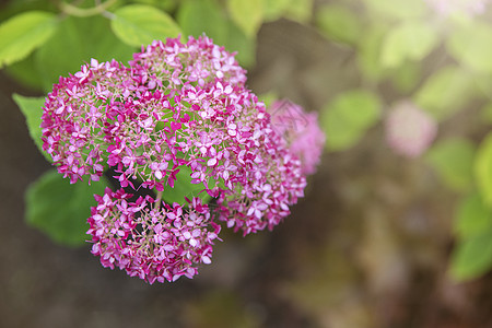 花朵的或夏季在花园里灌木乔木园艺叶子生长植物植物学花瓣衬套季节图片