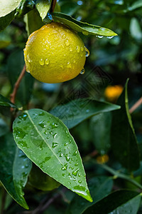 在橙色花园的树枝上加水滴的橘子桔子收成种植园太阳树林园丁橙子食物果园水果植物图片
