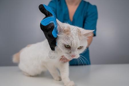 兽医用特别手套挑出一只白色的毛绒猫划痕马夫长发哺乳动物梳理理发刷子胡须爪子毛皮图片