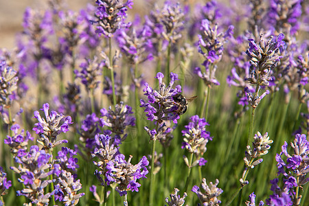 收集花蜜和授粉紫色熏衣草花的花朵花粉薰衣草熊蜂草本植物野生动物翅膀飞行动物多样性蜜蜂图片