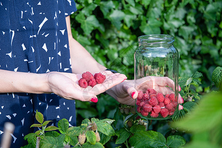 杨美女人在篮子里摘成熟的草莓 夏天收割浆果季节收成维生素农业农场覆盆子花园生长园艺食物背景图片