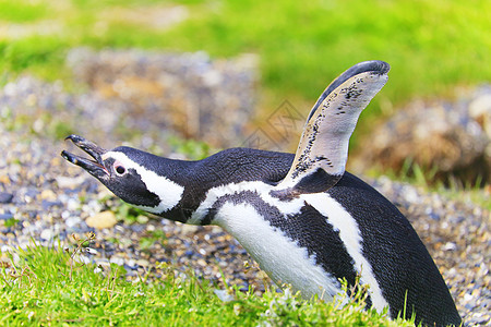 阿根廷南美洲乌斯怀亚提拉德尔弗埃戈岛的根托企鹅摄影旅行标记行为环境全景海鸟主题风景家族图片