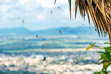 在自然树上的网中蜘蛛宏观动物群丝绸野生动物草地蛛网雨滴植物陷阱环境图片