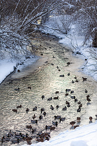冬天鸭子在城市公园的河里游泳水禽女性翅膀家庭农场荒野池塘移民男性公园图片