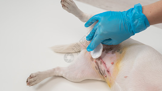 兽医在手术后会给狗缝上缝合线程序女性切除术消毒预防疾病戏服款待医生犬类图片