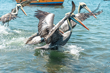 水中天然的羽毛动物天堂翅膀地平线海景野生动物旅游动物群海鸟图片