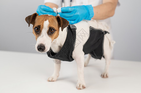 外科手术后 医生给杰克罗素泰瑞尔的狗盖毯子工作室切除术疾病宠物病人款待绷带动物犬类邮政图片