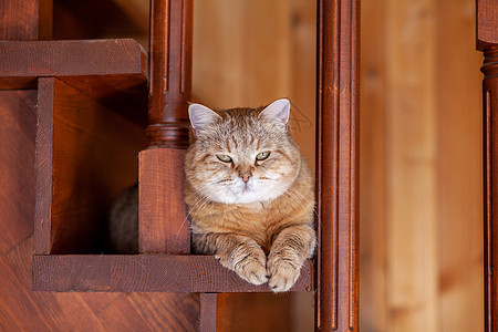 冰箱上的猫 猫从傍晚往下看楼梯房子爪子乐趣晶须动物猫咪桌子虎斑眼睛图片