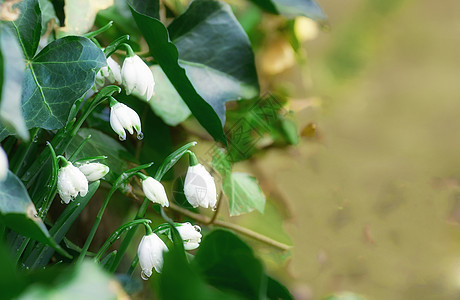 常见降雪 加兰特胡斯尼瓦利斯植物学编号花园雌蕊白带植物花瓣雪花宏观花粉图片