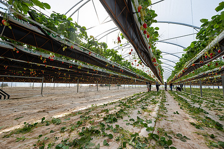 法国 Gironde 2022年5月 西南法国绿屋下种植草莓生长季节园艺植物场地国家甜点采摘乐趣浆果图片