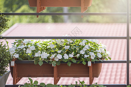 阳台上的花 花挂在花盆里 园艺和花卉的概念 阳台的栏杆上挂着美丽鲜艳的花朵 白色和黄色的长长的花盆里房子建筑学花园植物装饰花艺三图片