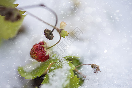 野草莓 夏天下雪 在花园里放着白雪 突然的雪落了下来图片