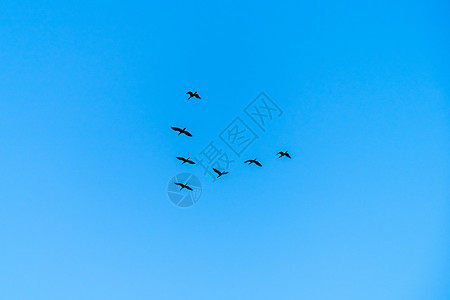 鸟群以字母V的形状 在天空中的天空中图片