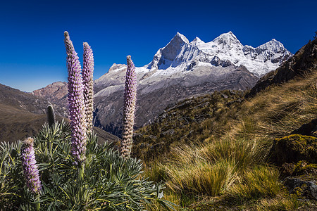 在的Huascaran山群 雪压安第斯山脉 秘鲁安卡什地标风景岩石火山雪山景观环境山脉国际日落背景图片