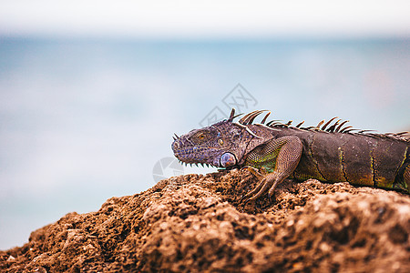 海洋蜥蜴栖息在岩石海滩上 向远方看去支撑生物学两栖荒野旅游旅行动物生活海岸太阳图片