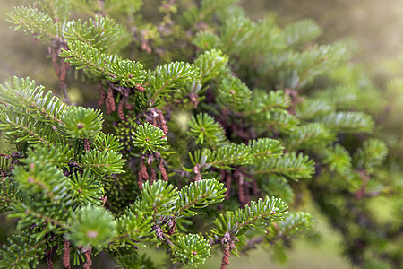 生长在森林里的圣诞树 诺德曼冷杉 诺德曼冷杉是为圣诞树种植的最重要的树种之一针叶树叶云杉季节针叶树木头花园叶子松树植物群图片
