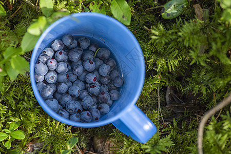 蓝莓采摘季 篮子里有成熟的蓝莓在森林里 一杯装满成熟多汁的野生蓝莓的杯子 作为在森林里采摘夏季浆果的概念蓝色食物植物叶子甜点季节图片