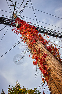 红藤和树叶在电话杆上生长 从下面看图片