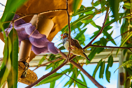 丁丁斑马芬奇鸟 在林木的树枝上用橙嘴图片