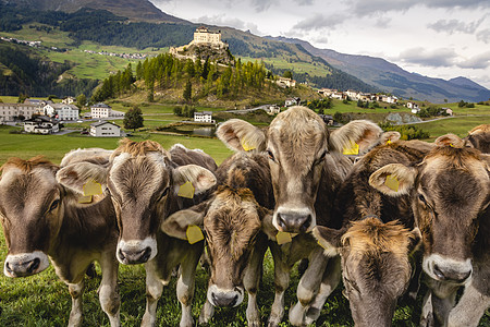 瑞士 瑞士阿尔卑斯山 恩加丁畜牧和村教会风景文化地标城市景观家畜日落目的地国际图片