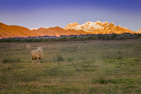 日出时在的独孤羊和Huascaran山峰羊肉风景国际旅行地标家畜冰川晴天天空图片