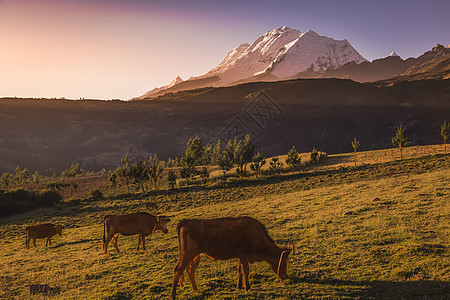 日出时在的和Huascaran 在山地上积雪地标日落天空旅游旅行家畜奶牛国际牧场哺乳动物图片