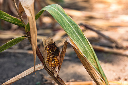 旷日持久的干旱使玉米作物更容易生病和体位短小 更易受疾病影响图片
