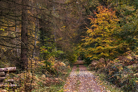 秋天混合森林中的森林路径显示秋季的情绪和生病的密谋者图片