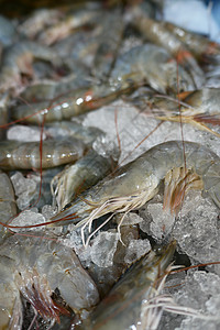 鲜虾和冰块的紧闭处 展示供出售图片