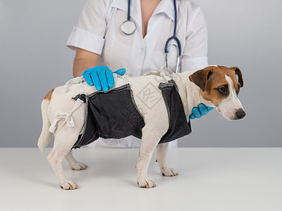 外科手术后 医生给杰克罗素泰瑞尔的狗盖毯子程序消毒疾病邮政工作室病人兽医子宫动物切除术图片