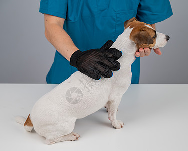 兽医用特别手套梳理杰克罗素泰瑞尔的狗血统治疗手臂毛皮羊毛护士发型女性动物理发师图片