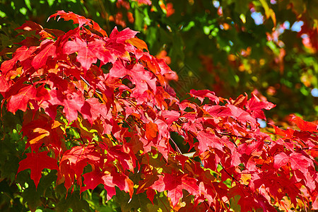 秋树上的红叶和一些仍然绿的图片
