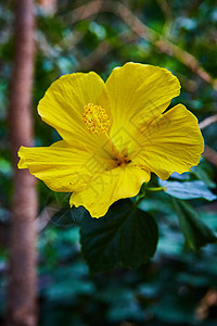 在森林中盛开的美丽黄花 详细描述图片